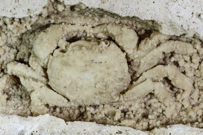 Fossil Crab (Potamon) Preserved in Travertine - Turkey #112348